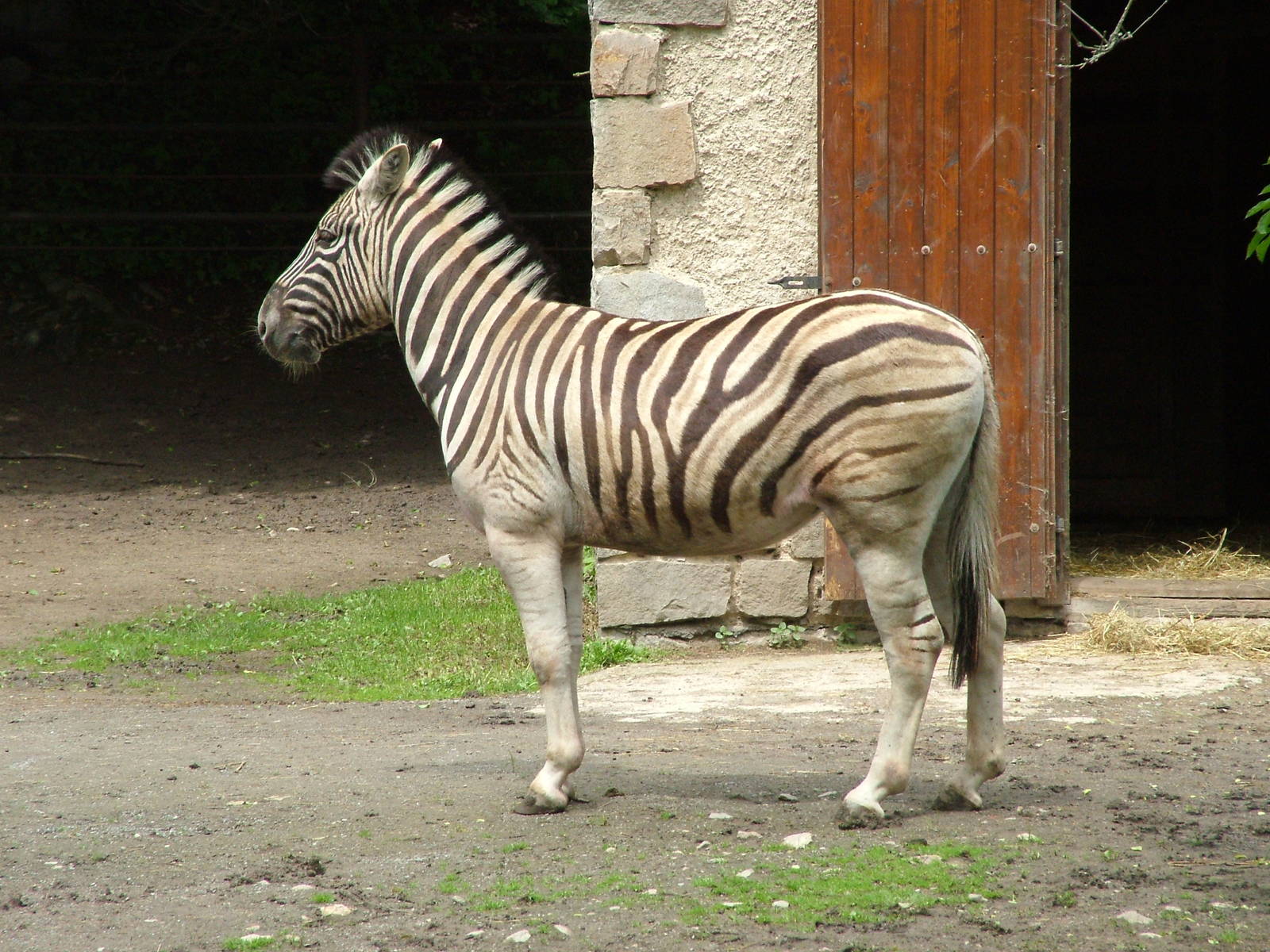 Damara Zebra at Jihlava, 31/05/10