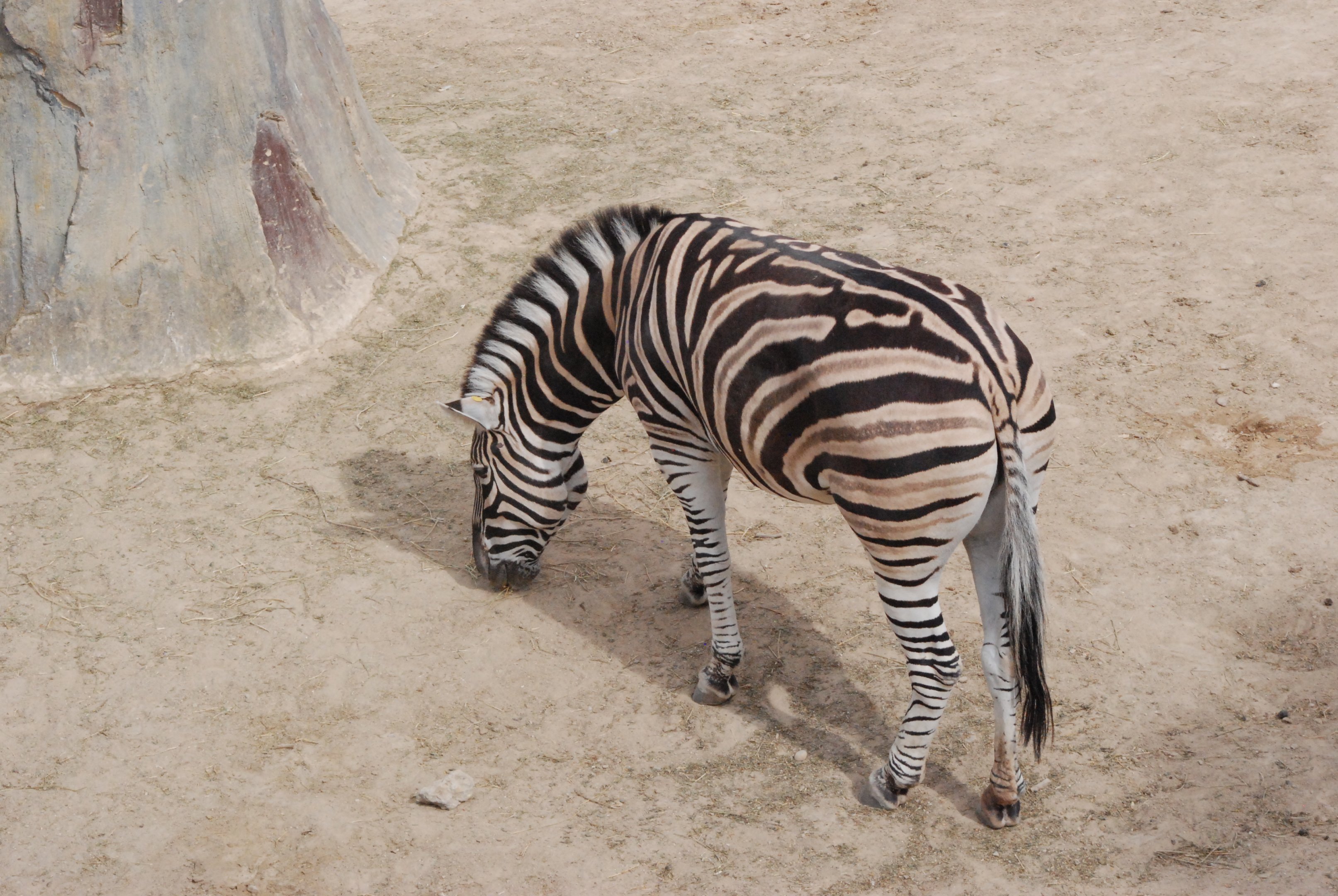 Damara Zebra at Zoo Aquarium de Madrid, 20th May 2022