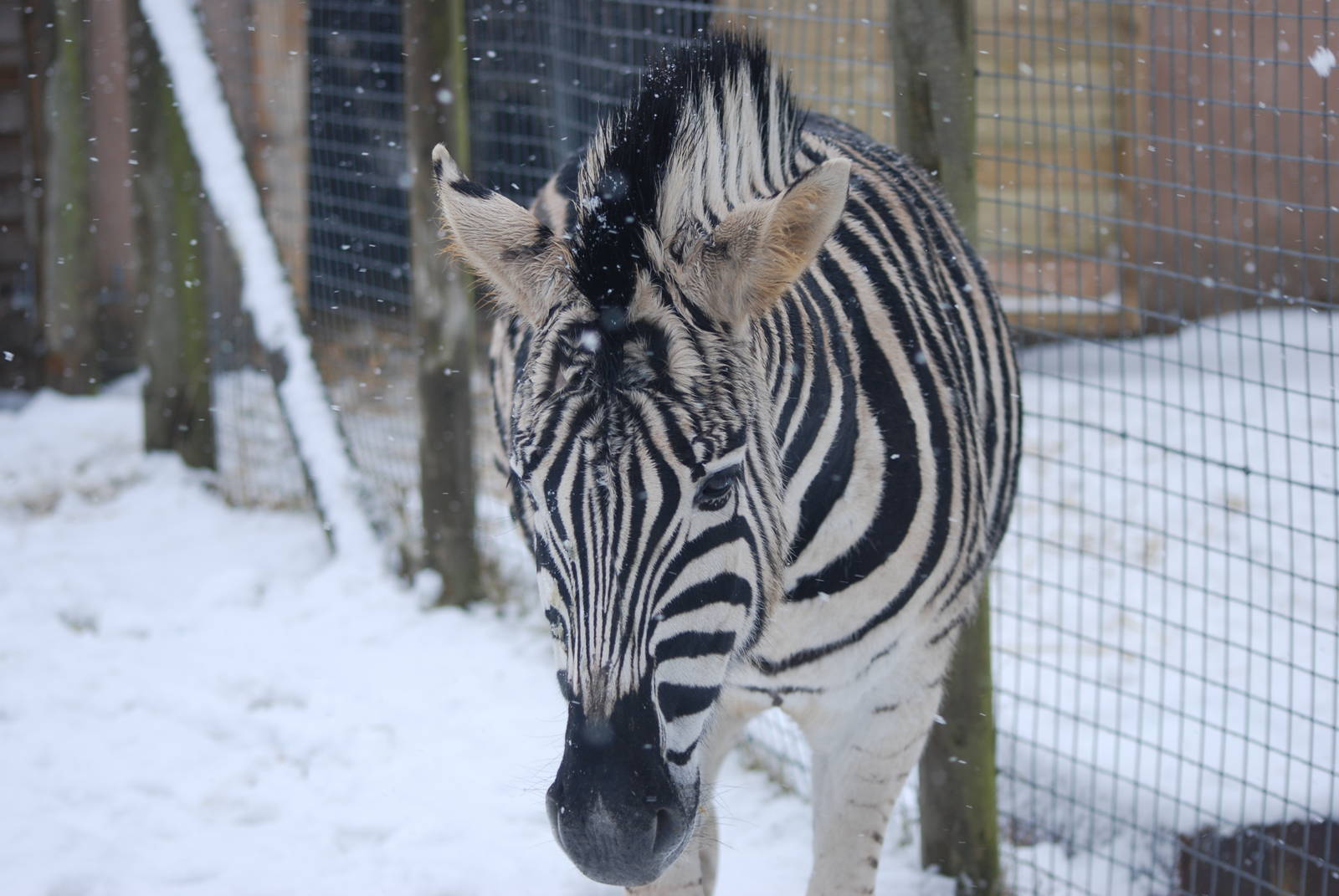 Damara Zebra, Blackbrook in the Snow (again!) 27/12/10