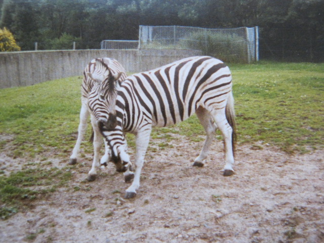 Damara Zebra Blackpool Zoo 30/7/87