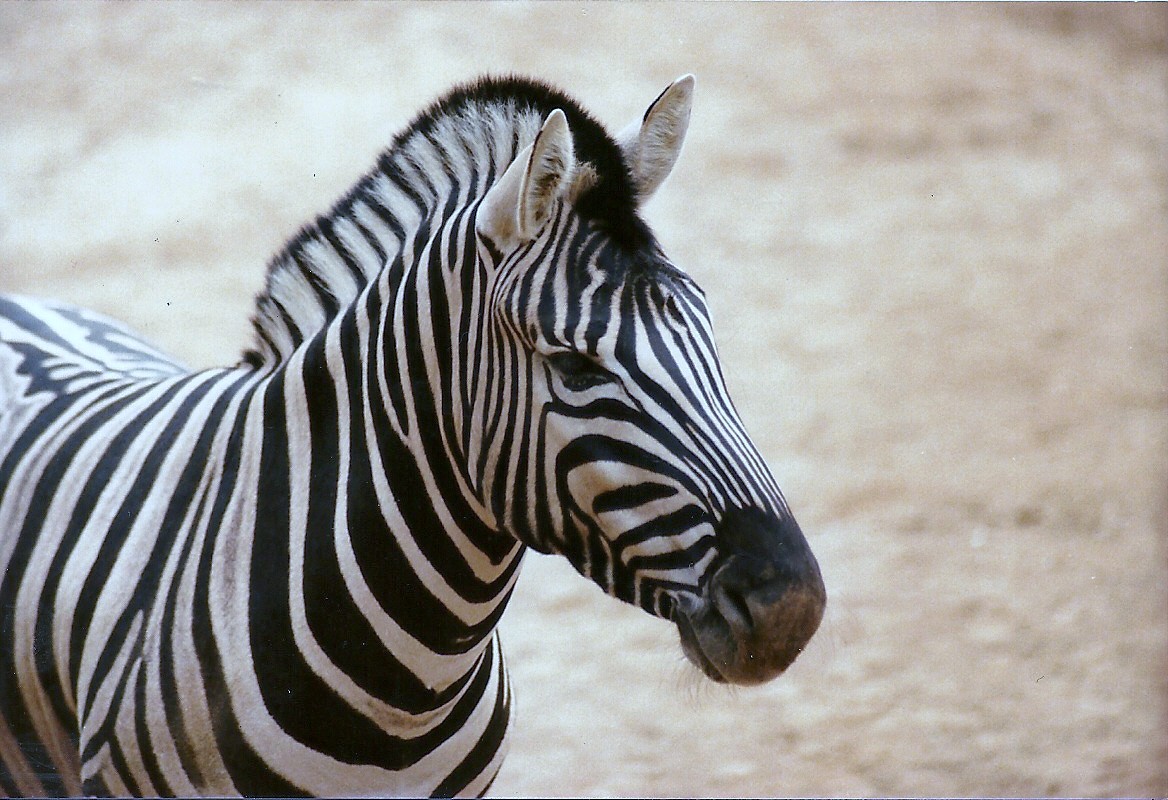 Damara Zebra - Circa 1980