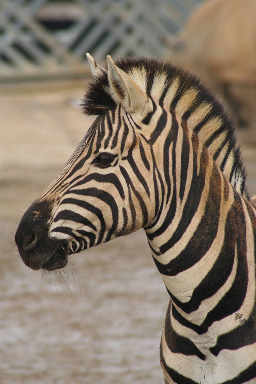 Damara Zebra @ Colchester, 24.10.2012