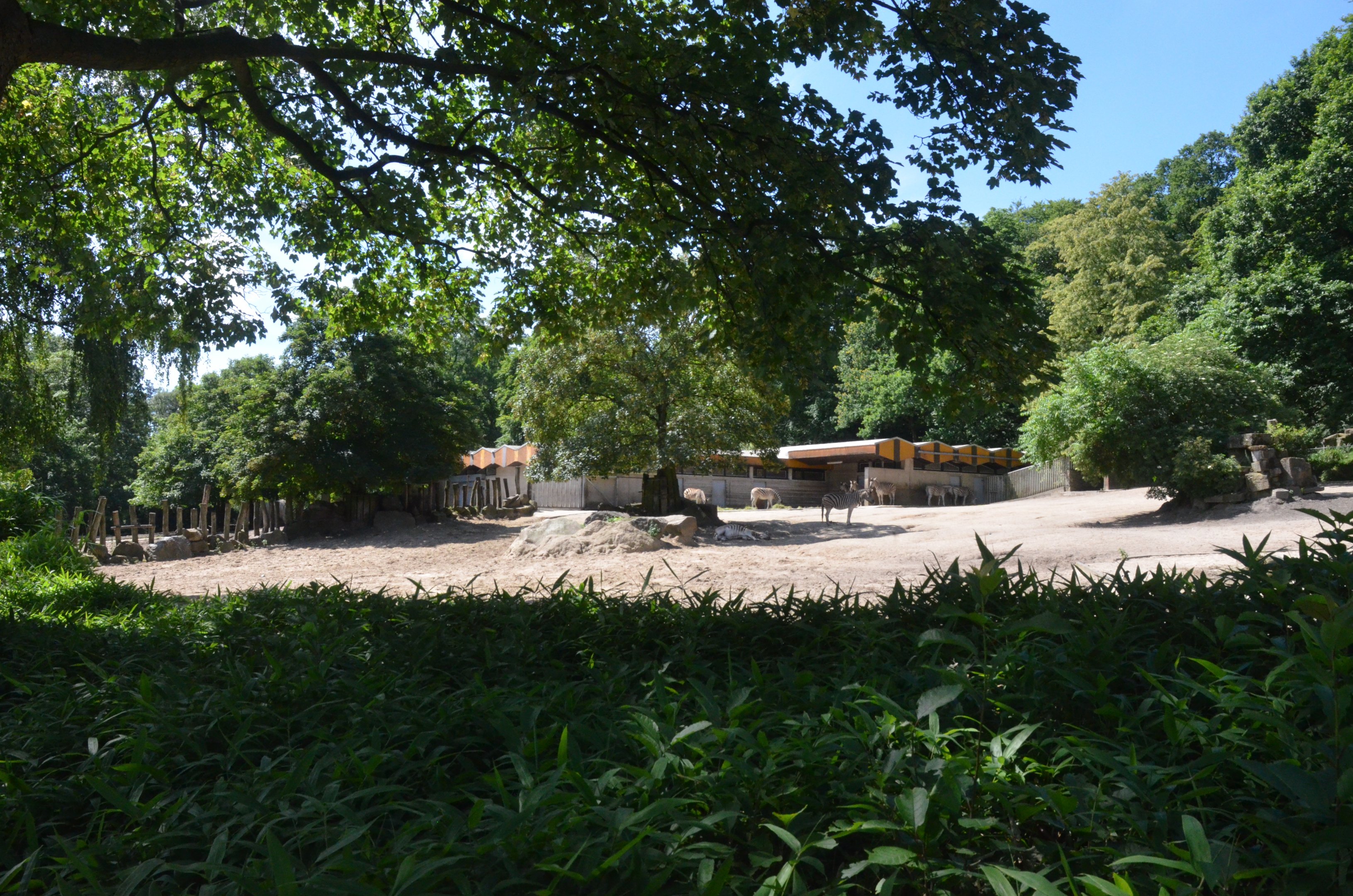 Damara Zebra Enclosure at Duisburg, 17/06/19
