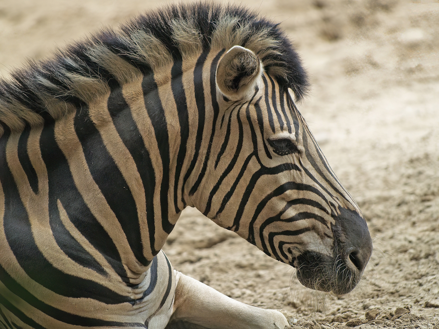 Damara zebra (Equus quagga burchellii), 2008-08-06