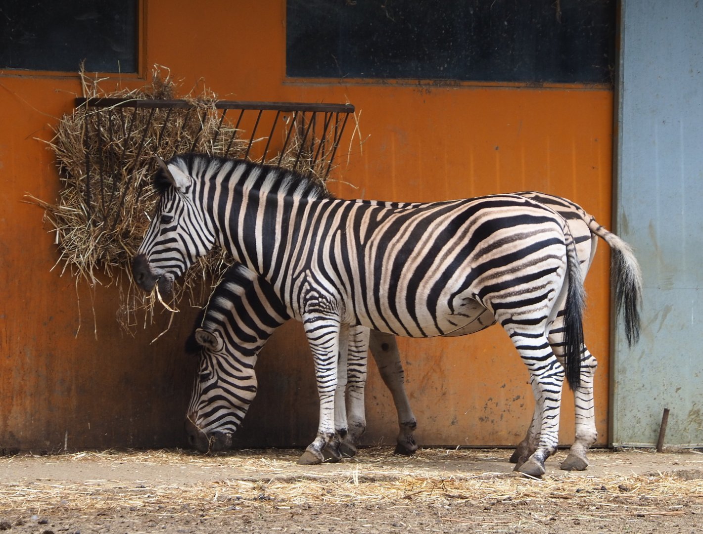 Damara zebra (Equus quagga burchellii), 2021-06-15