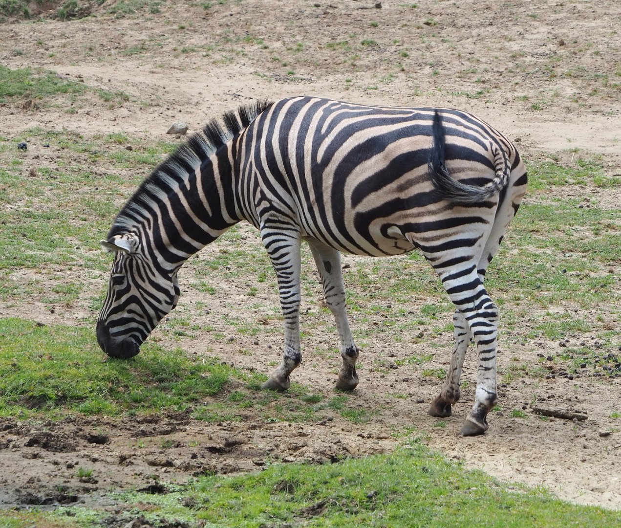 Damara zebra (Equus quagga burchellii), 2021-06-15