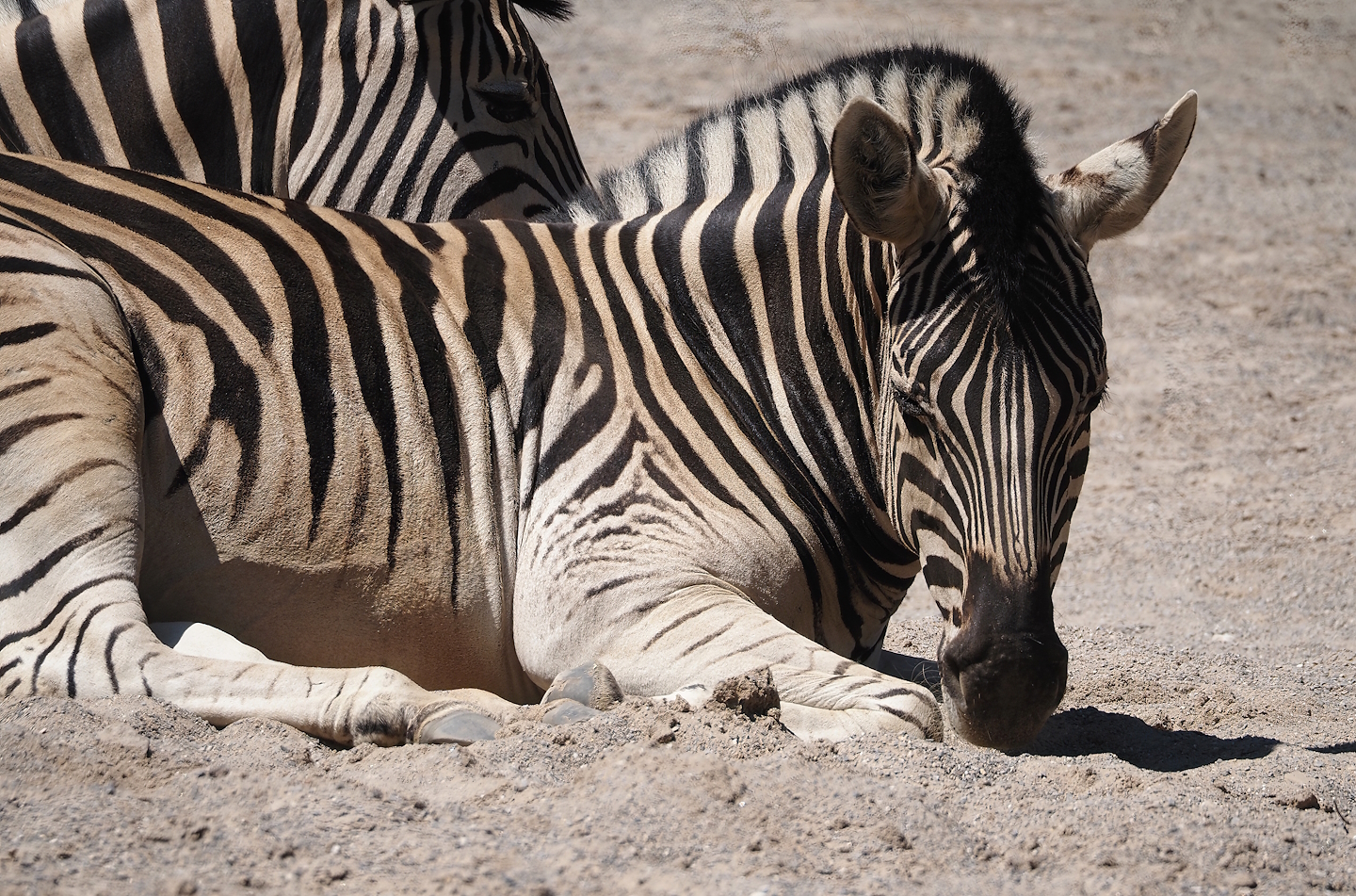 Damara zebra (Equus quagga burchellii), 2024-06-08