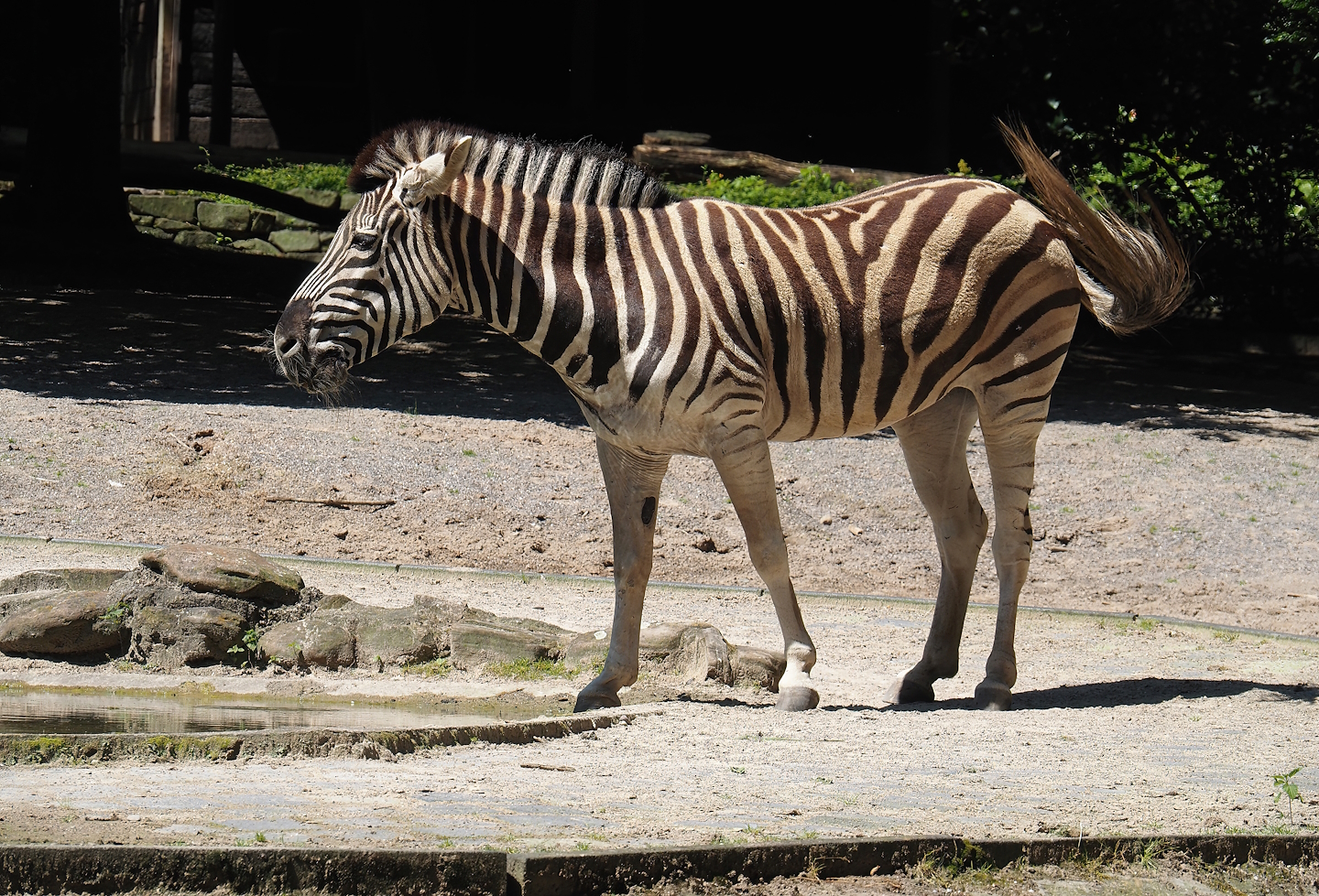 Damara zebra (Equus quagga burchellii), 2024-06-08
