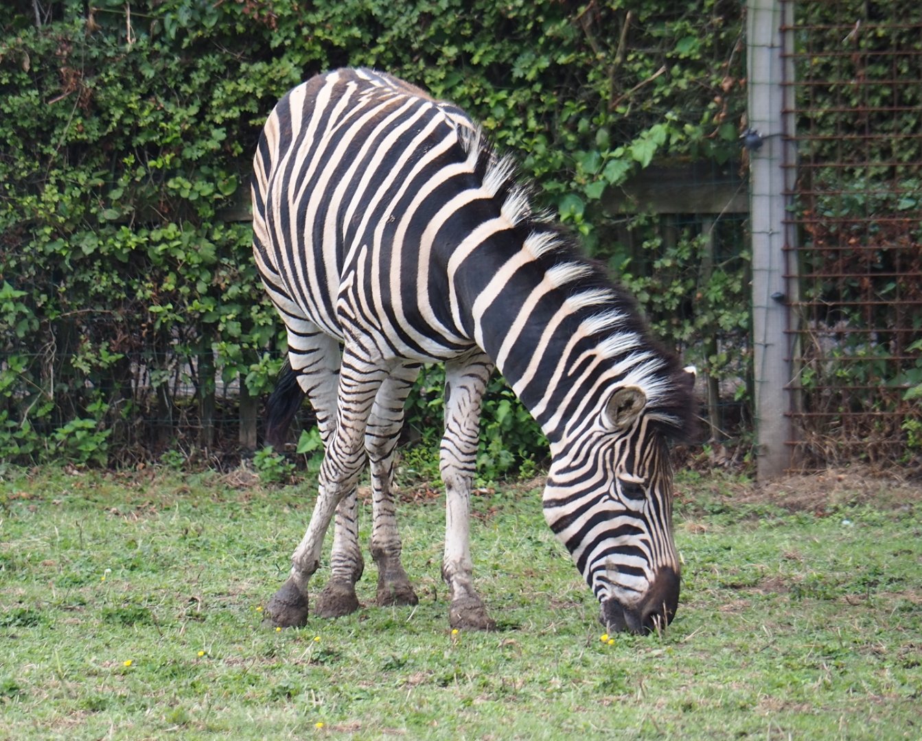 Damara zebra (Equus quagga burchellii)