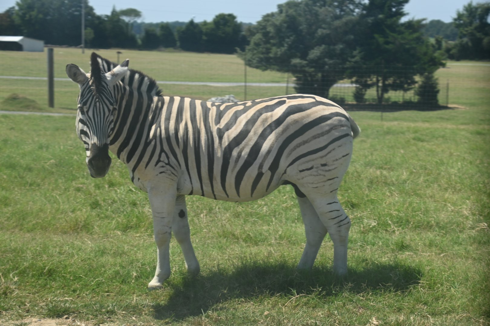 Damara zebra (Equus quagga burchellii)
