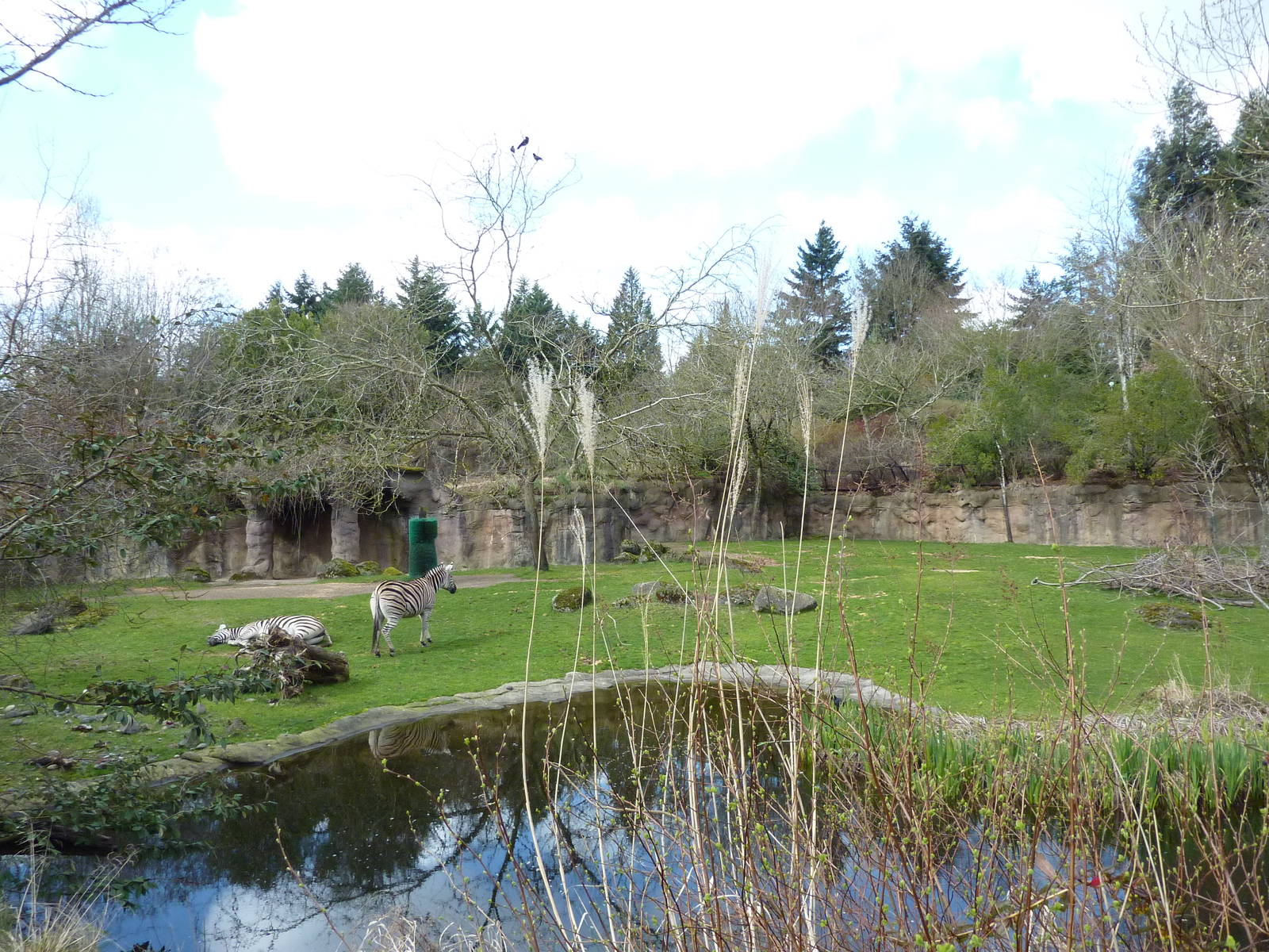 Damara Zebra + Gerenuk Exhibit
