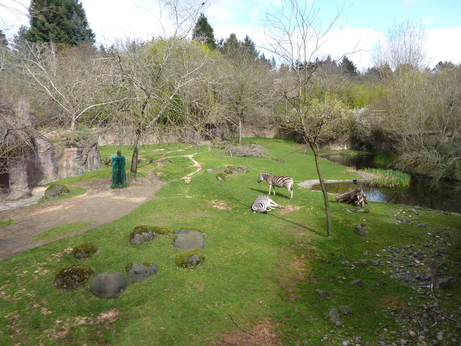 Damara Zebra + Gerenuk Exhibit