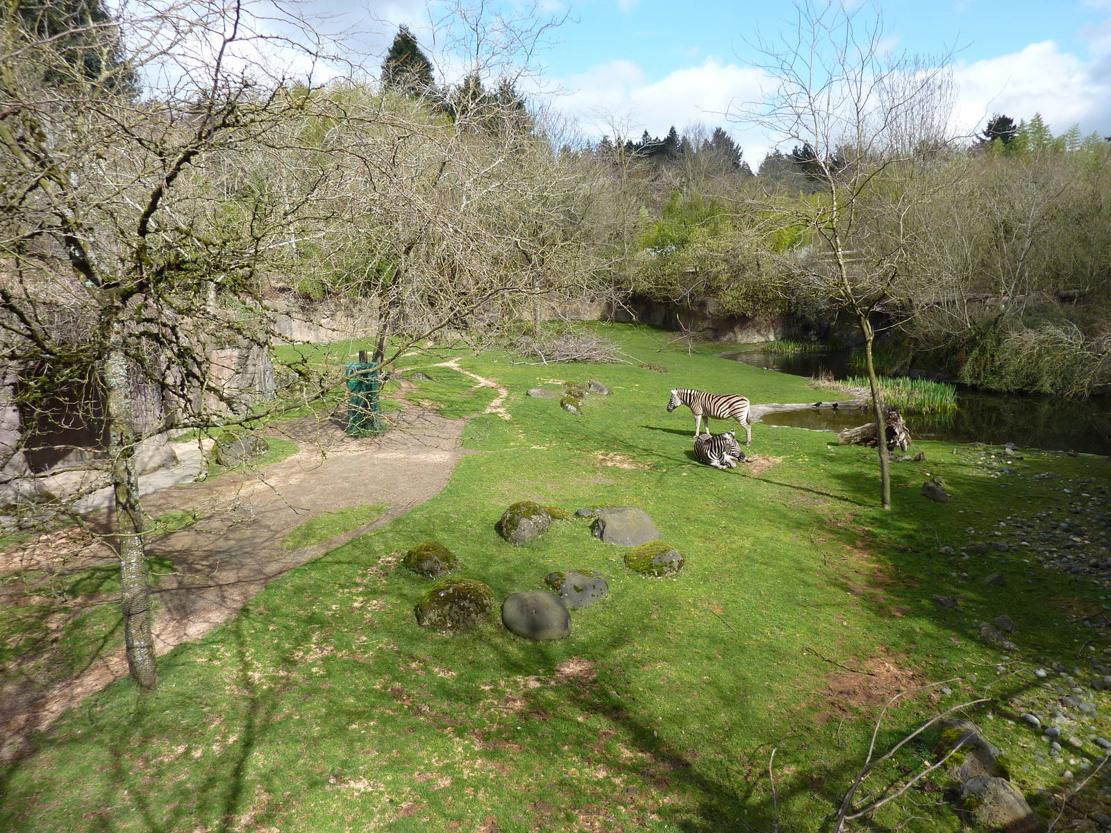 Damara Zebra + Gerenuk Exhibit