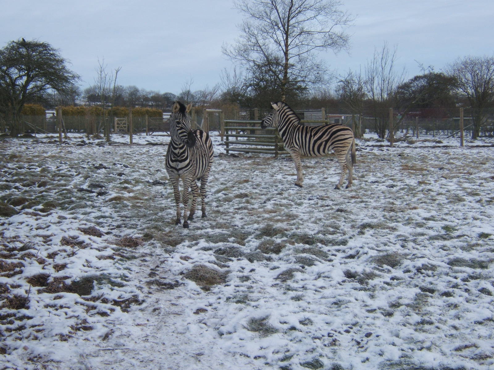 Damara Zebra in snow