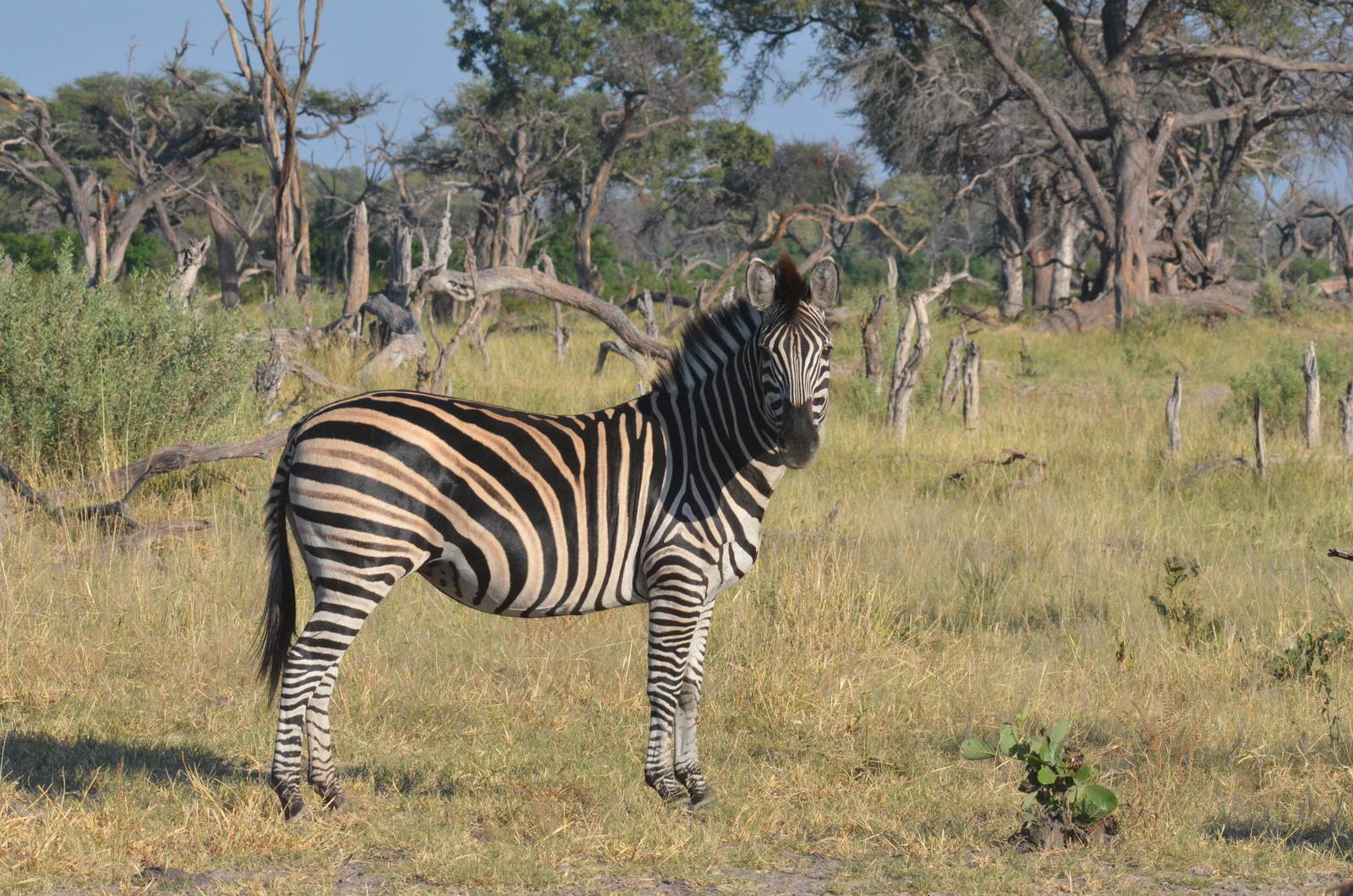 Damara Zebra, Khwai Community Area, Botswana, 26/04/16