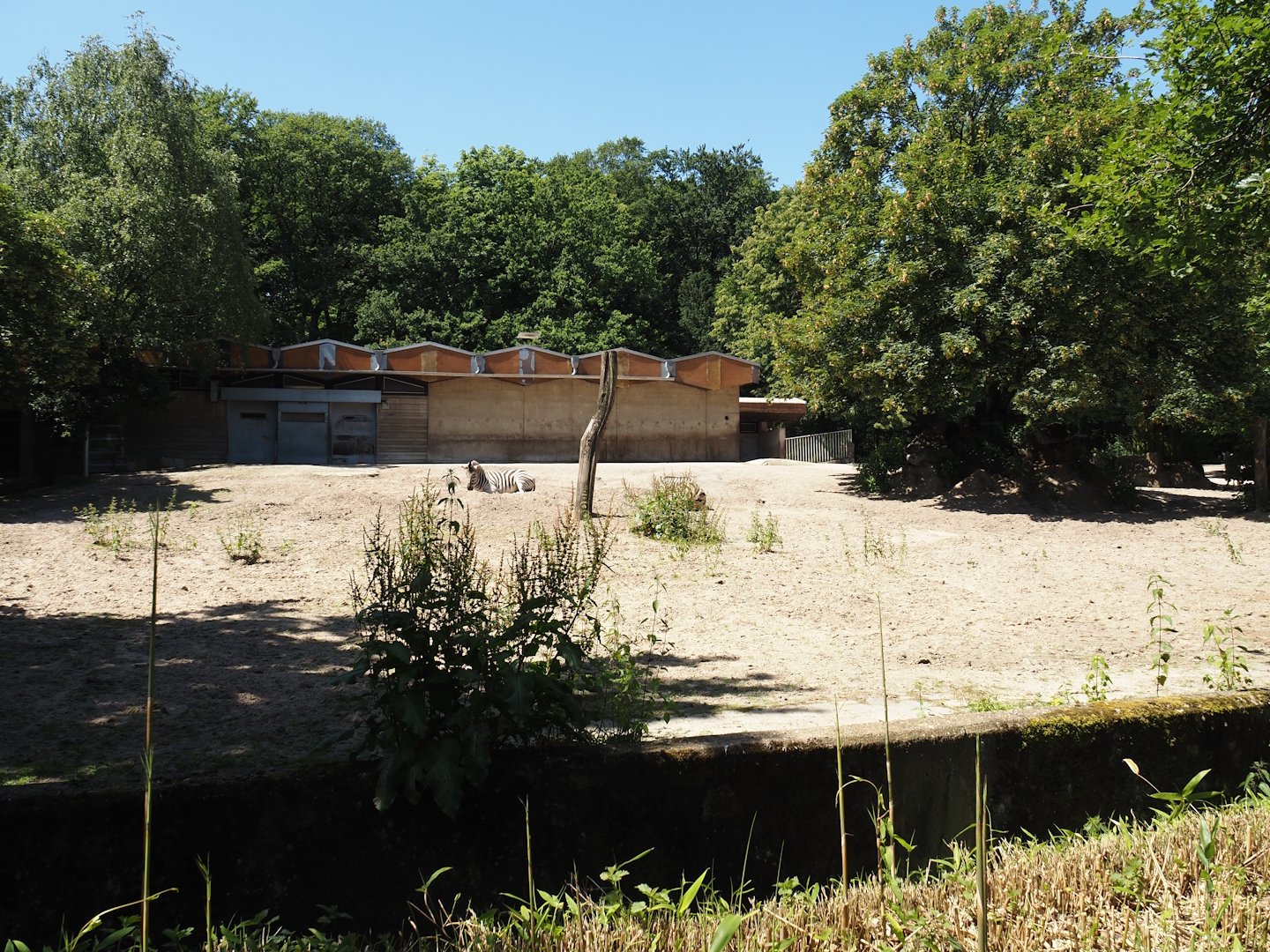 Damara zebra paddock, 2024-06-08