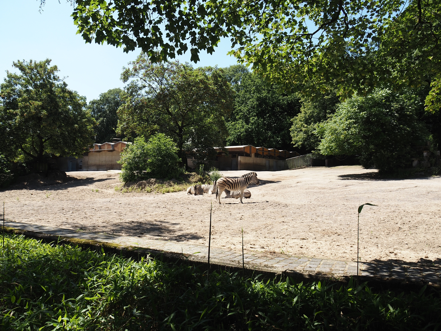 Damara zebra paddock, 2024-06-08