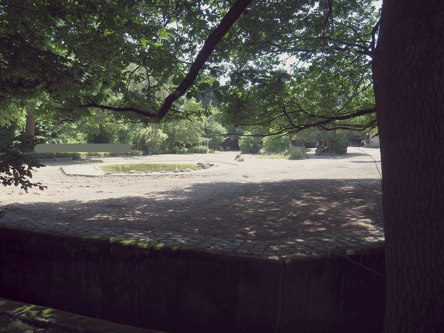 Damara zebra paddock, 2024-06-08