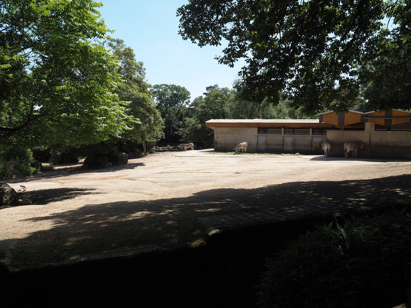Damara zebra paddock, 2024-06-08