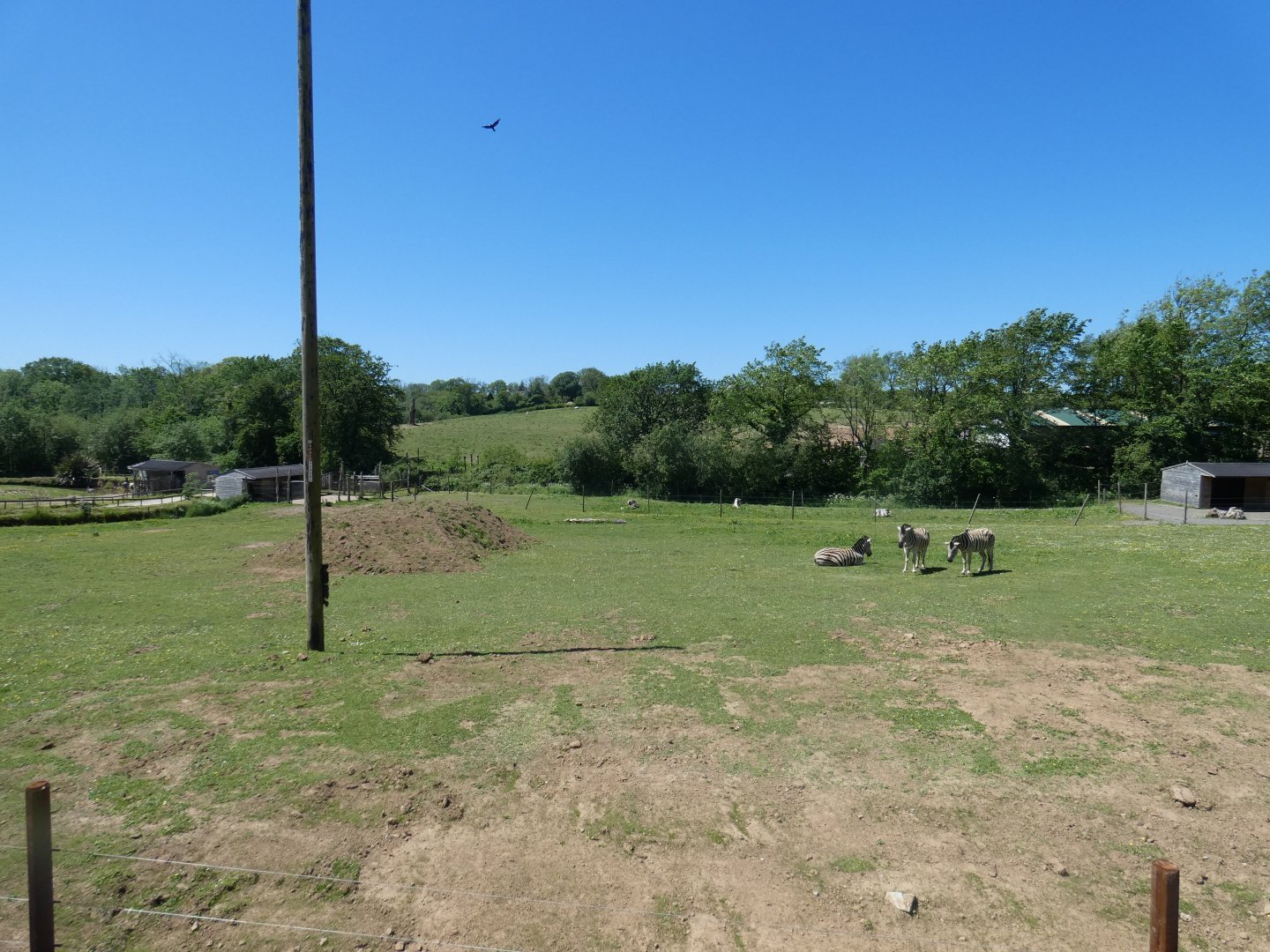 Damara zebra paddock