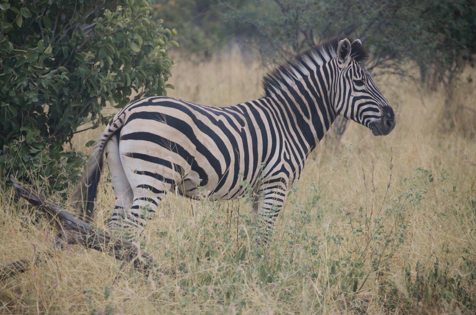Damara Zebra. Road to Khwai Community Area, Botswana, 23/04/16