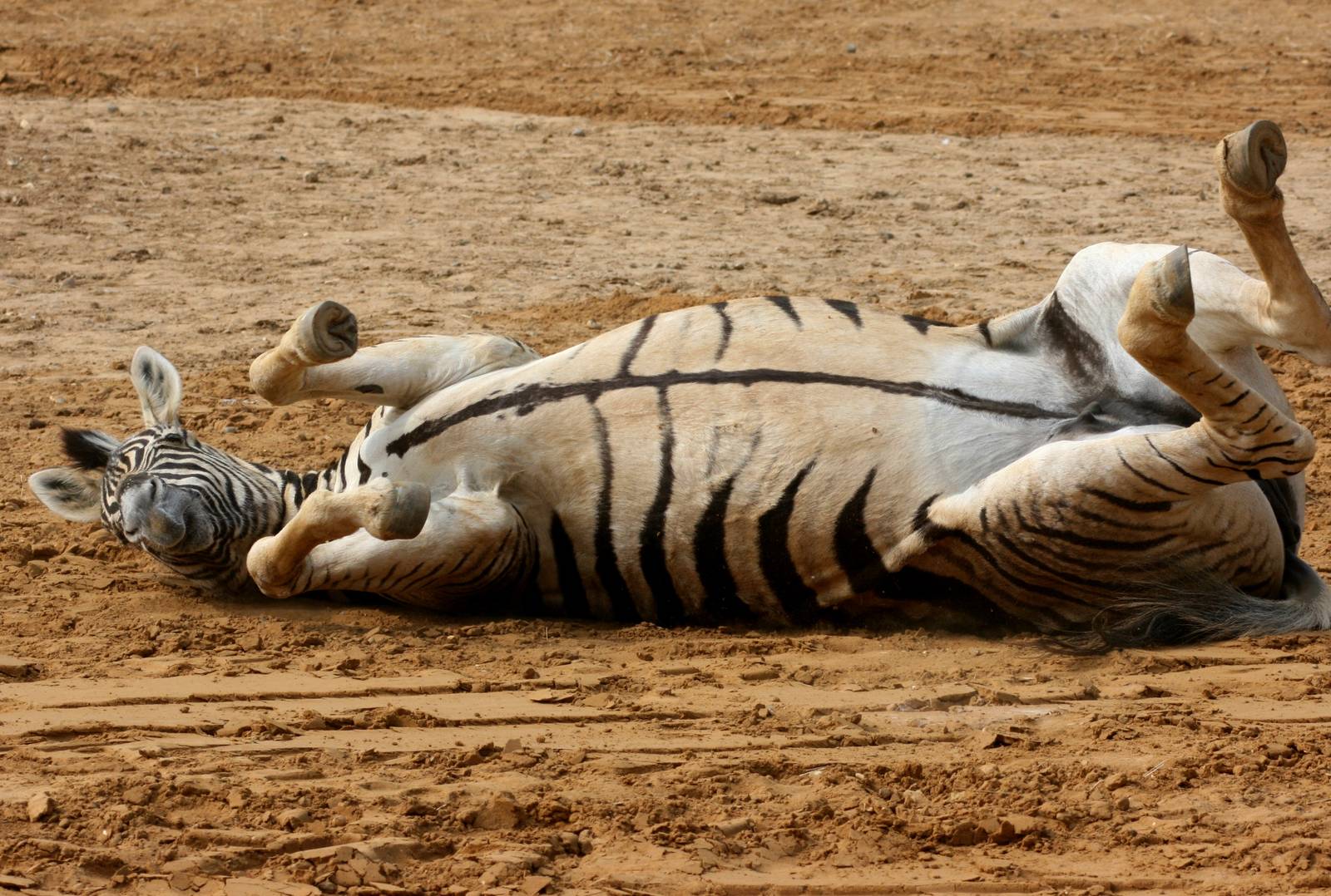 Damara zebra rolling in sand; Colchester Zoo; 5th June 2010