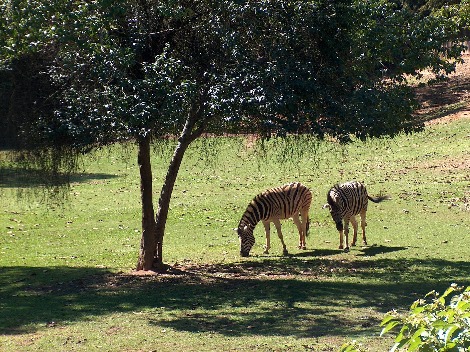 damara zebra sao paulo zoo 2009