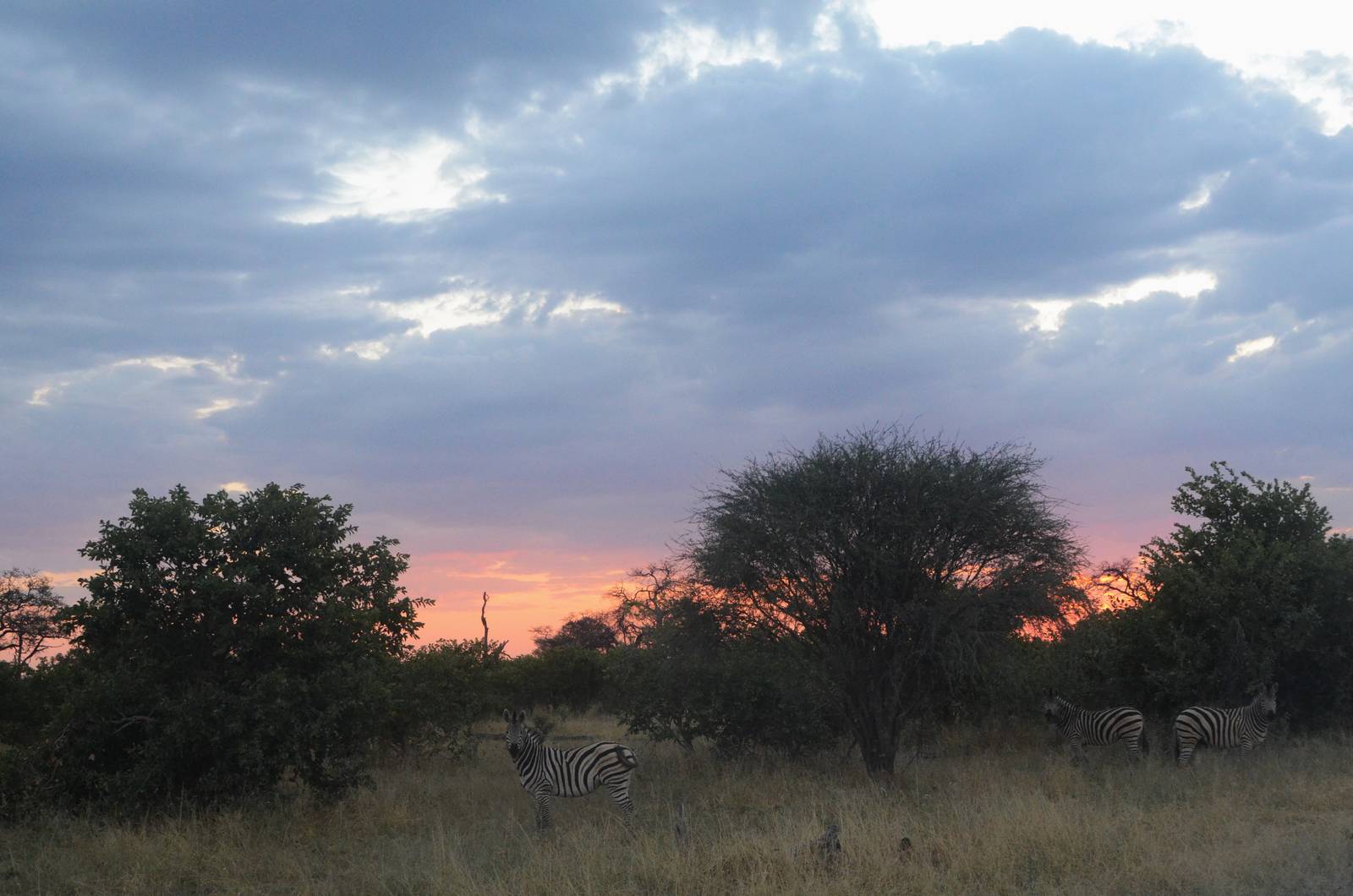 Damara Zebra Sunset, Road to Khwai Community Area, Botswana, 23/04/16