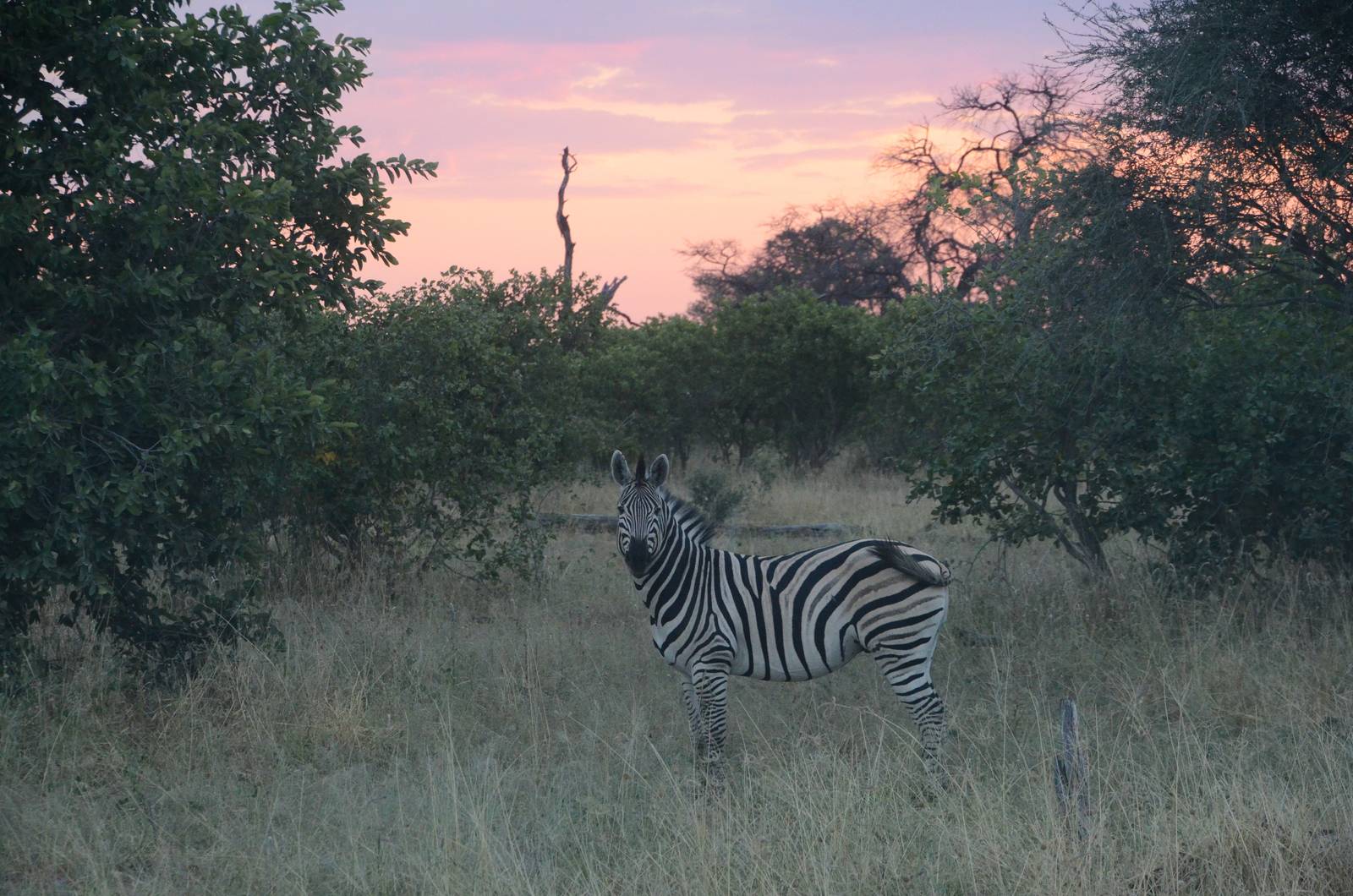 Damara Zebra Sunset, Road to Khwai Community Area, Botswana, 23/04/16