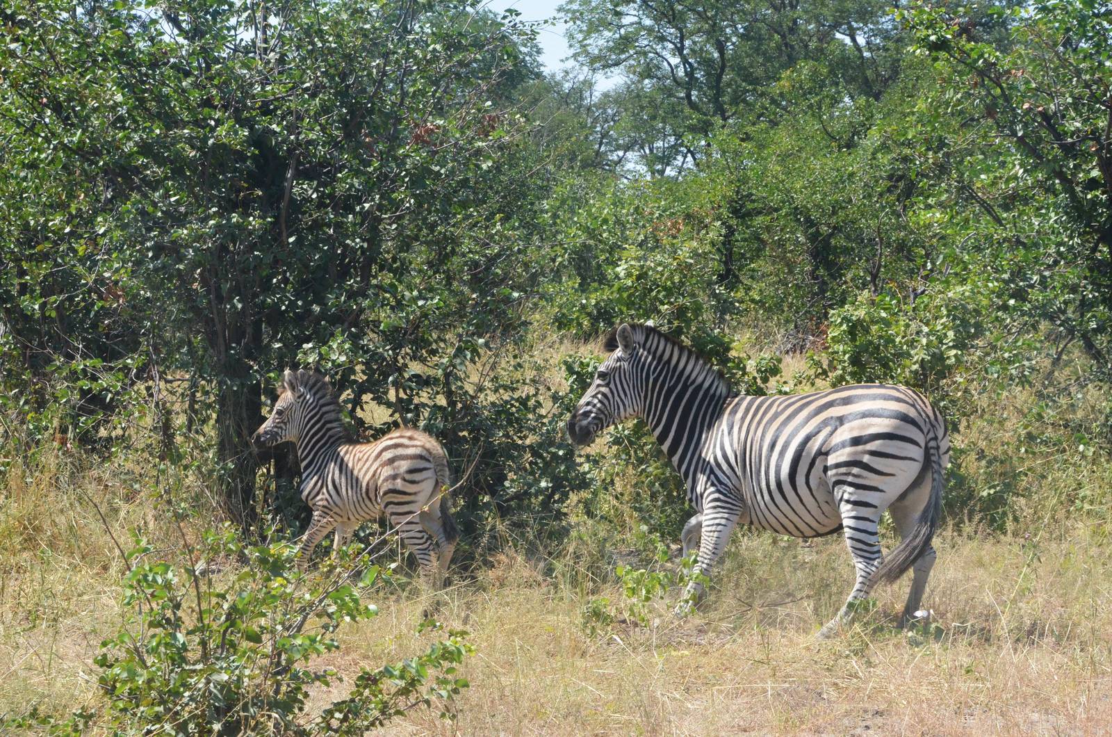 Damara Zebra with Foal, Khwai Community Area, Botswana, 25/04/16