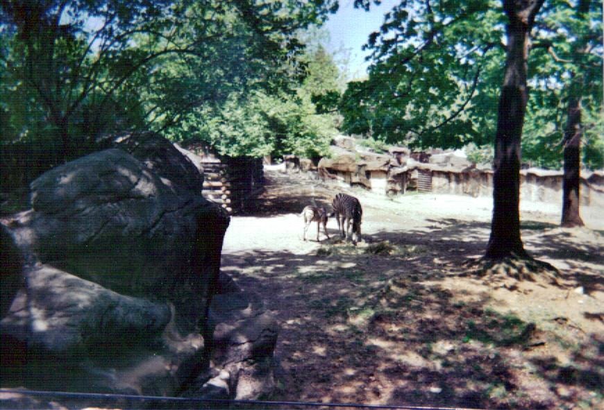 Damara Zebra Yard - May 2004