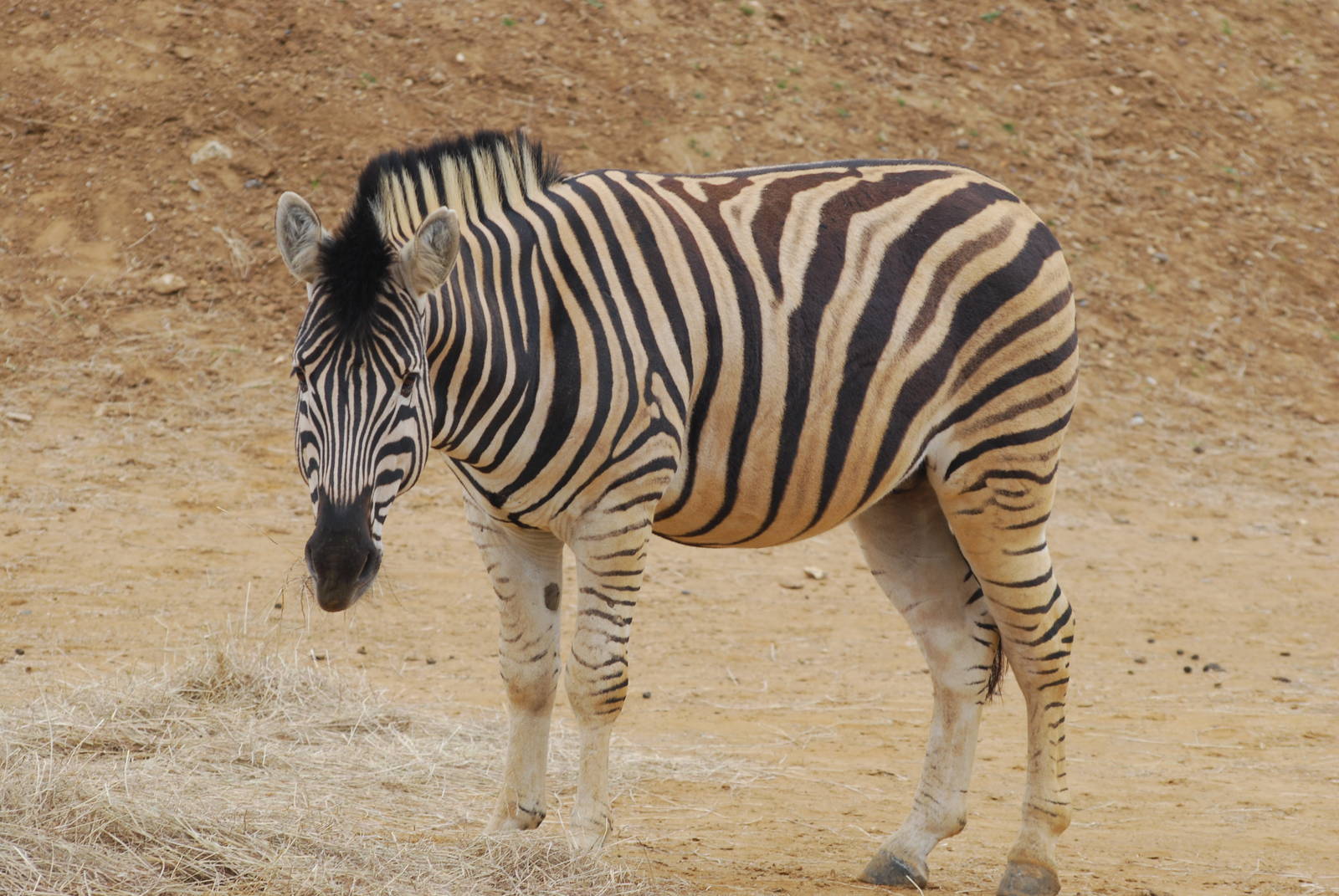Damara zebra