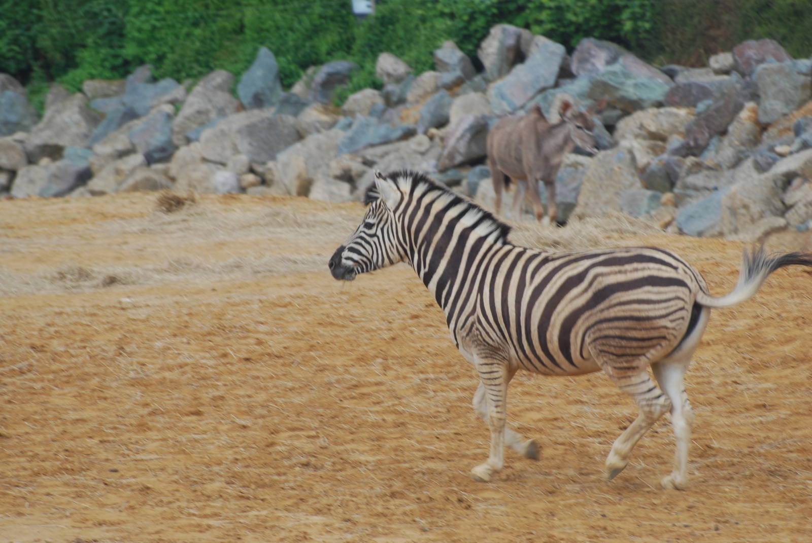 Damara zebra