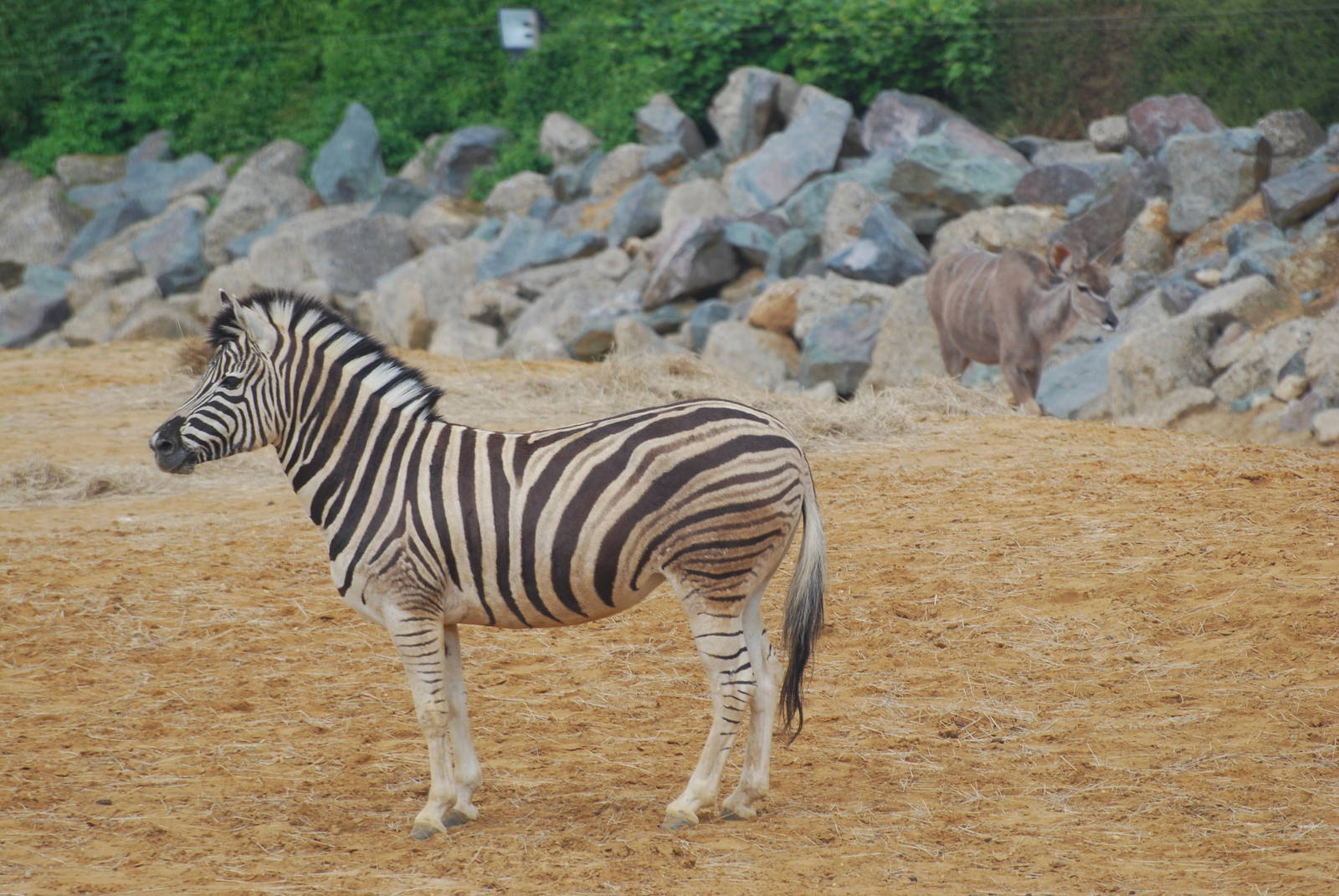 Damara zebra