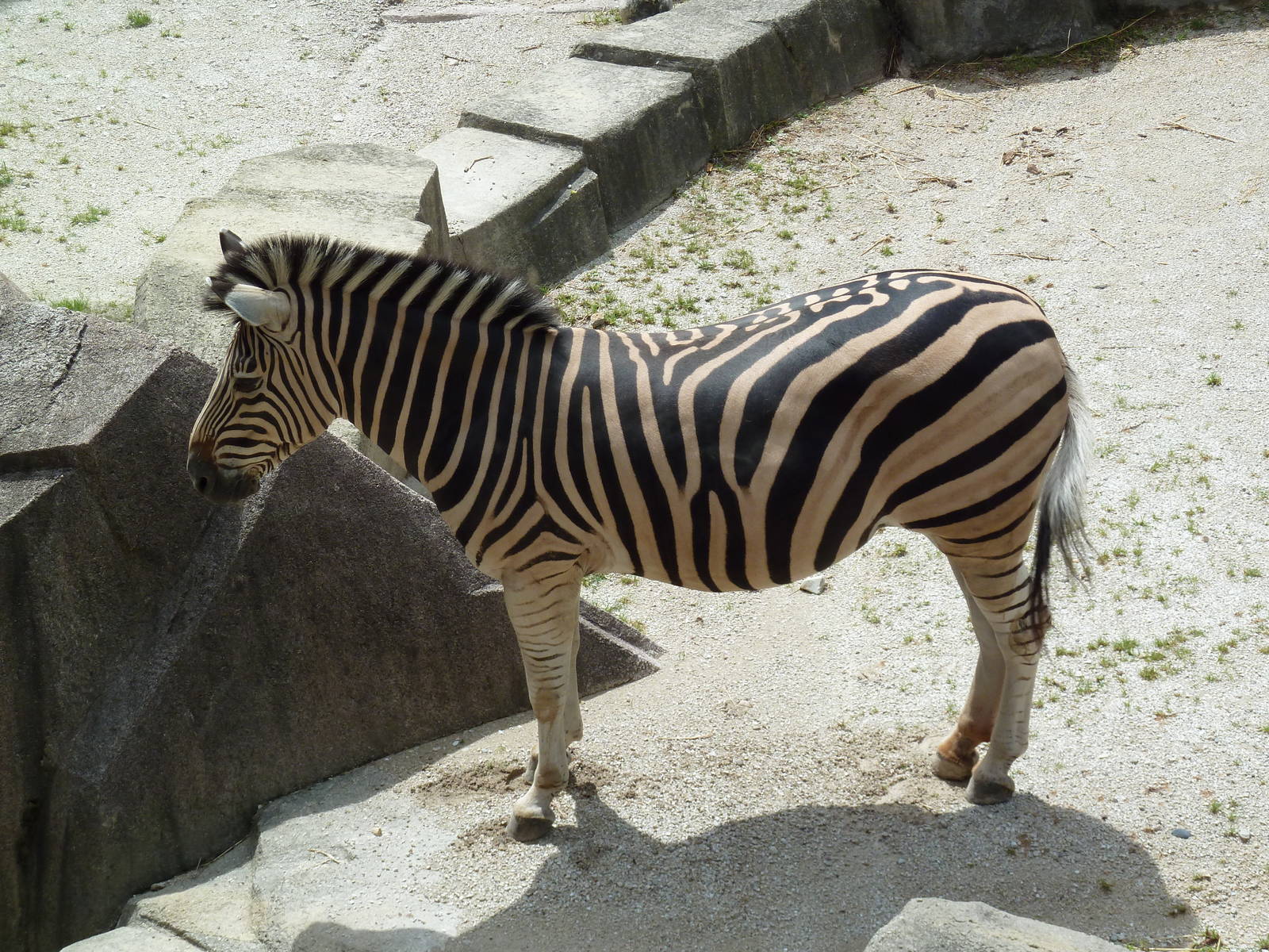 Damara Zebra