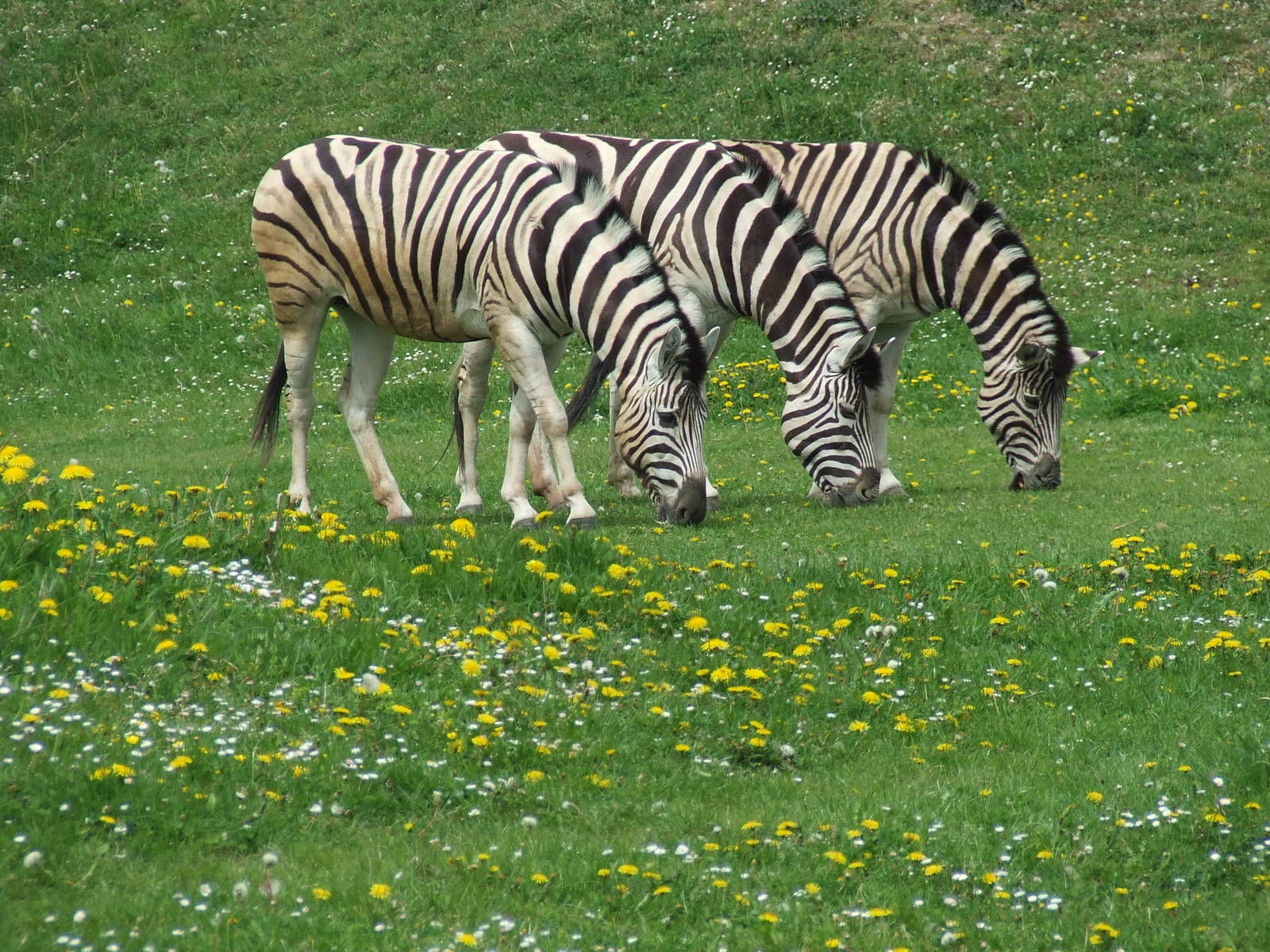 Damara Zebra