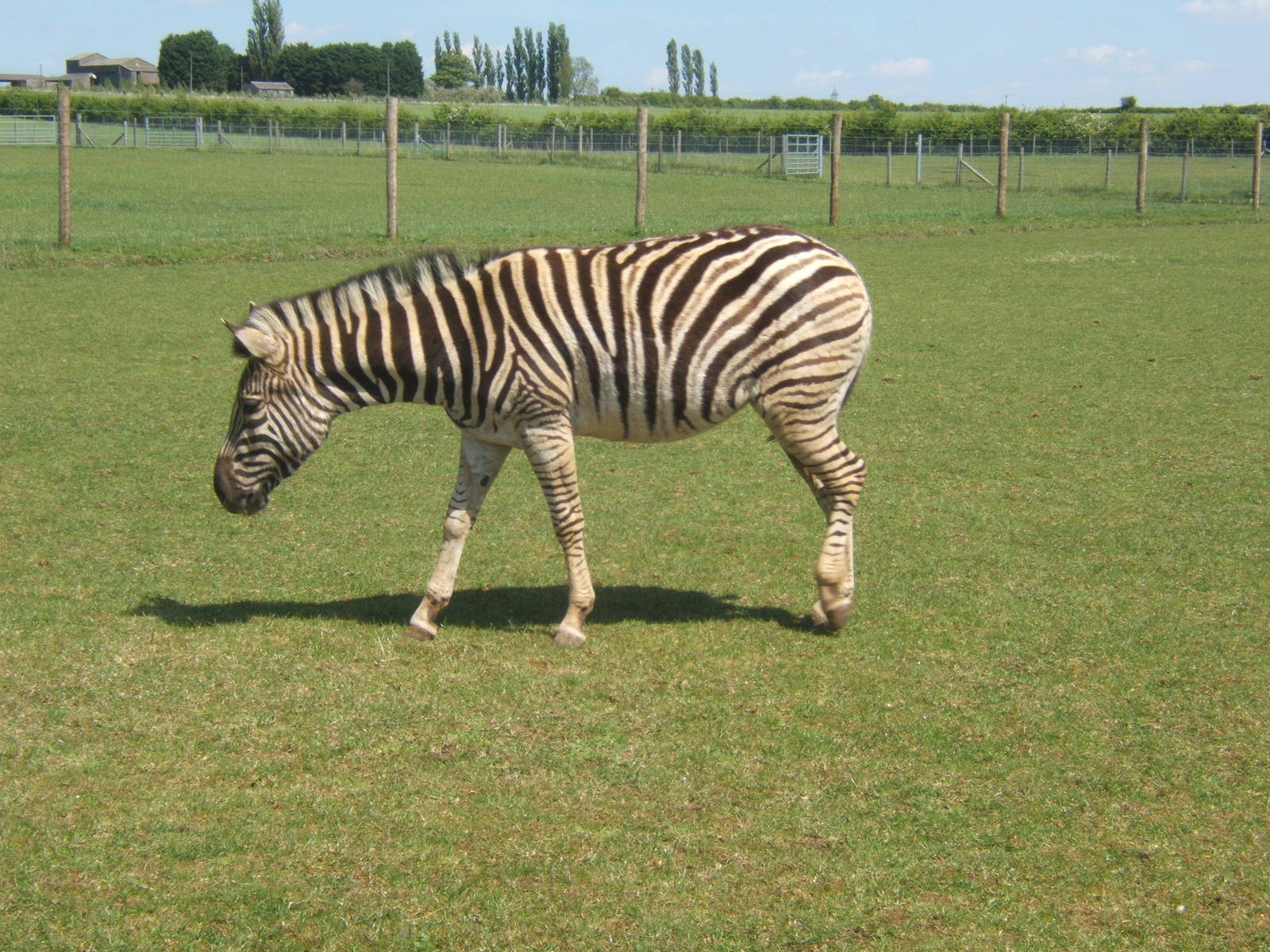 Damara Zebra