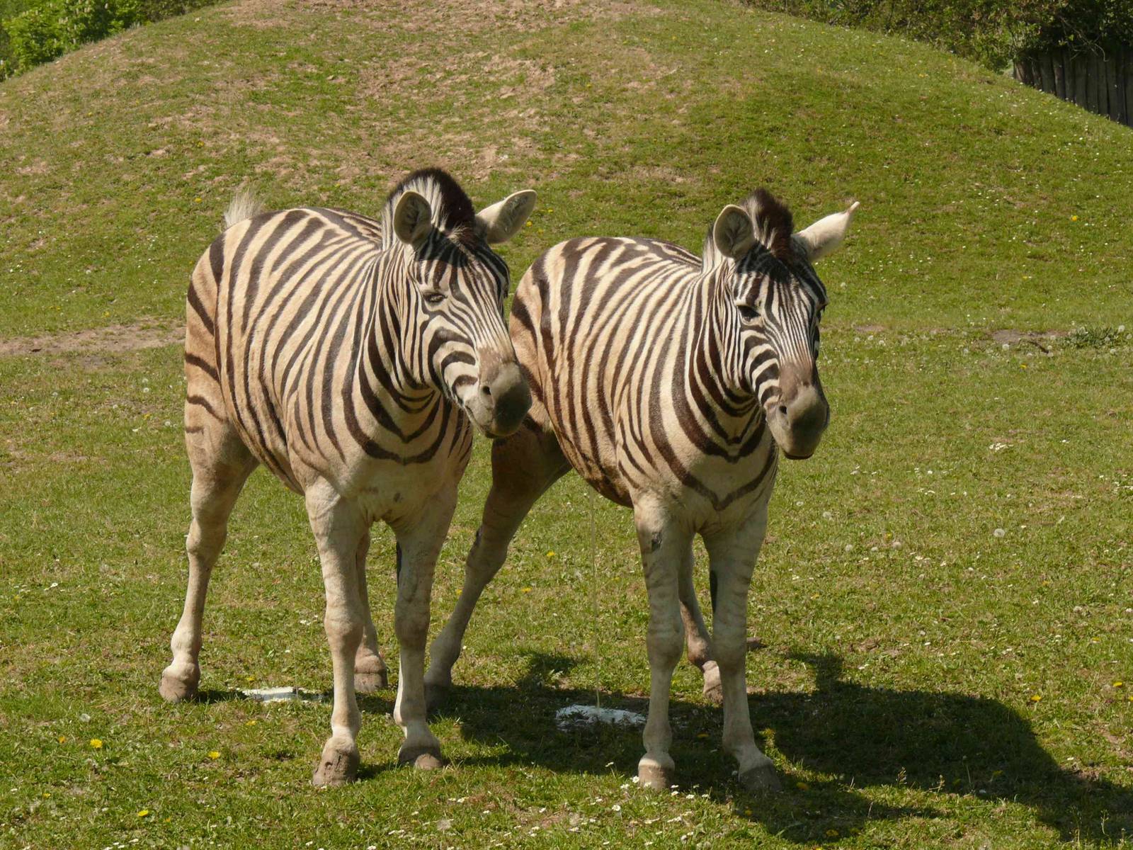 Damara Zebra