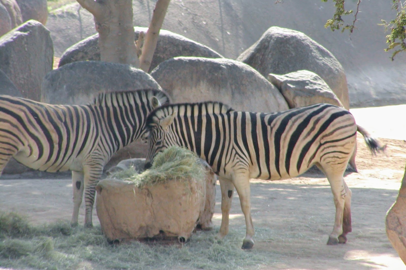 Damara Zebra