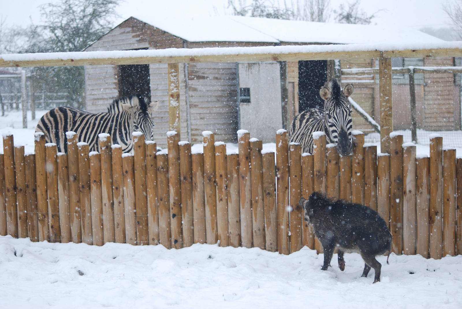 Damara Zebras and Visayan Warty Pig, Blackbrook in the Snow (again!) 27/12/