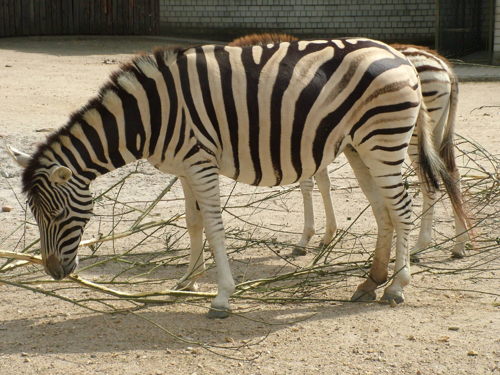 Damara Zebras at Heidelberg, 05/09/10