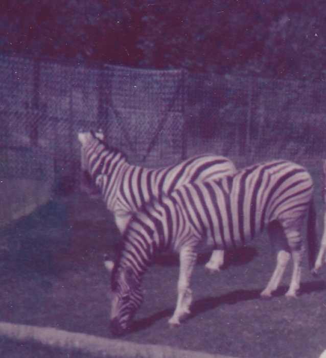 Damara Zebras c.1978
