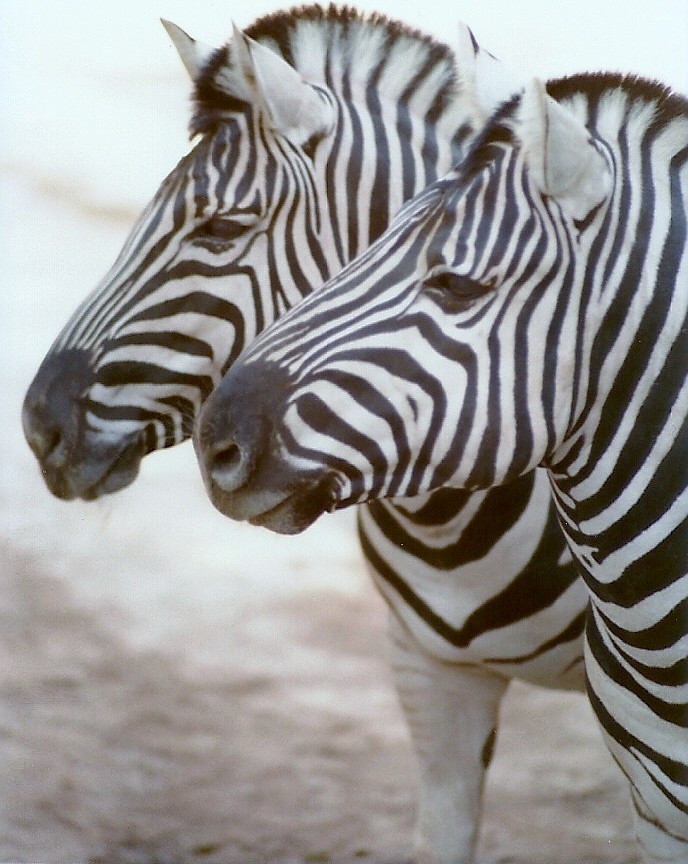 Damara Zebras - Circa 1980