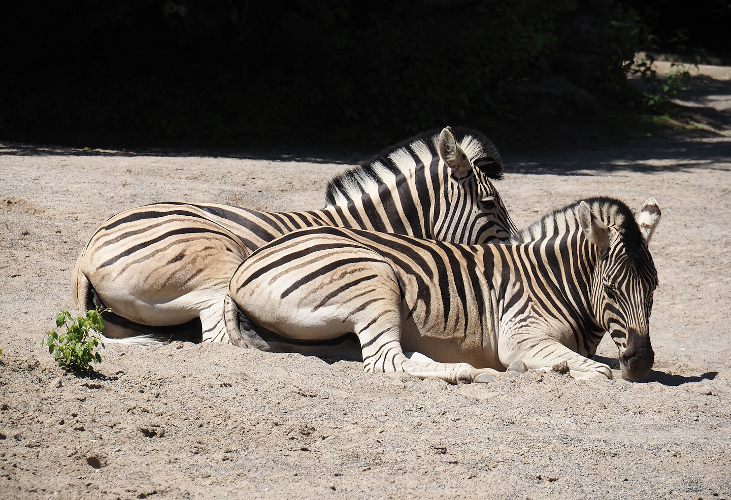 Damara zebras (Equus quagga burchellii), 2024-06-08