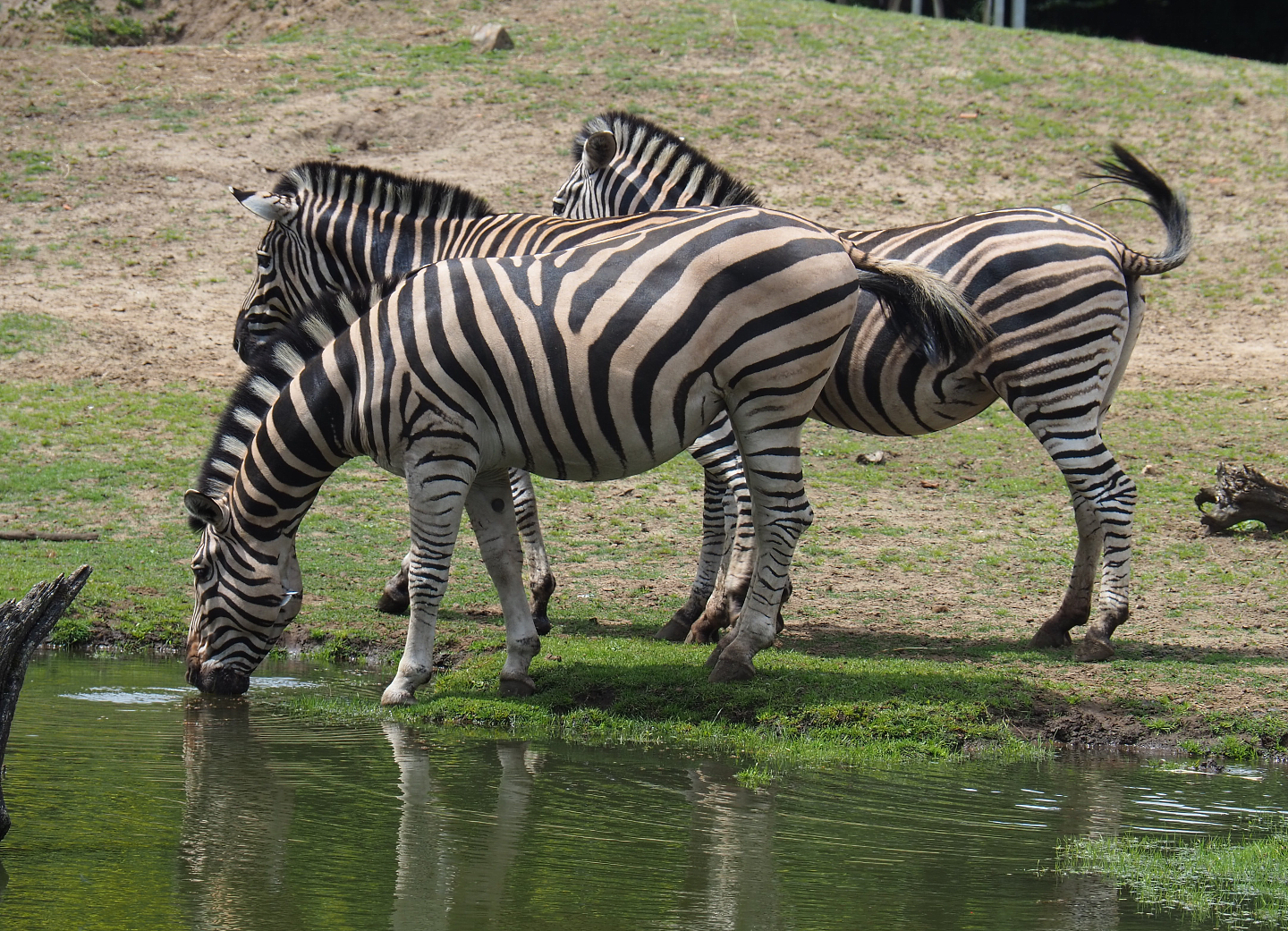 Damara zebras (Equus quagga burchellii) going for a drink, 2020-06-20