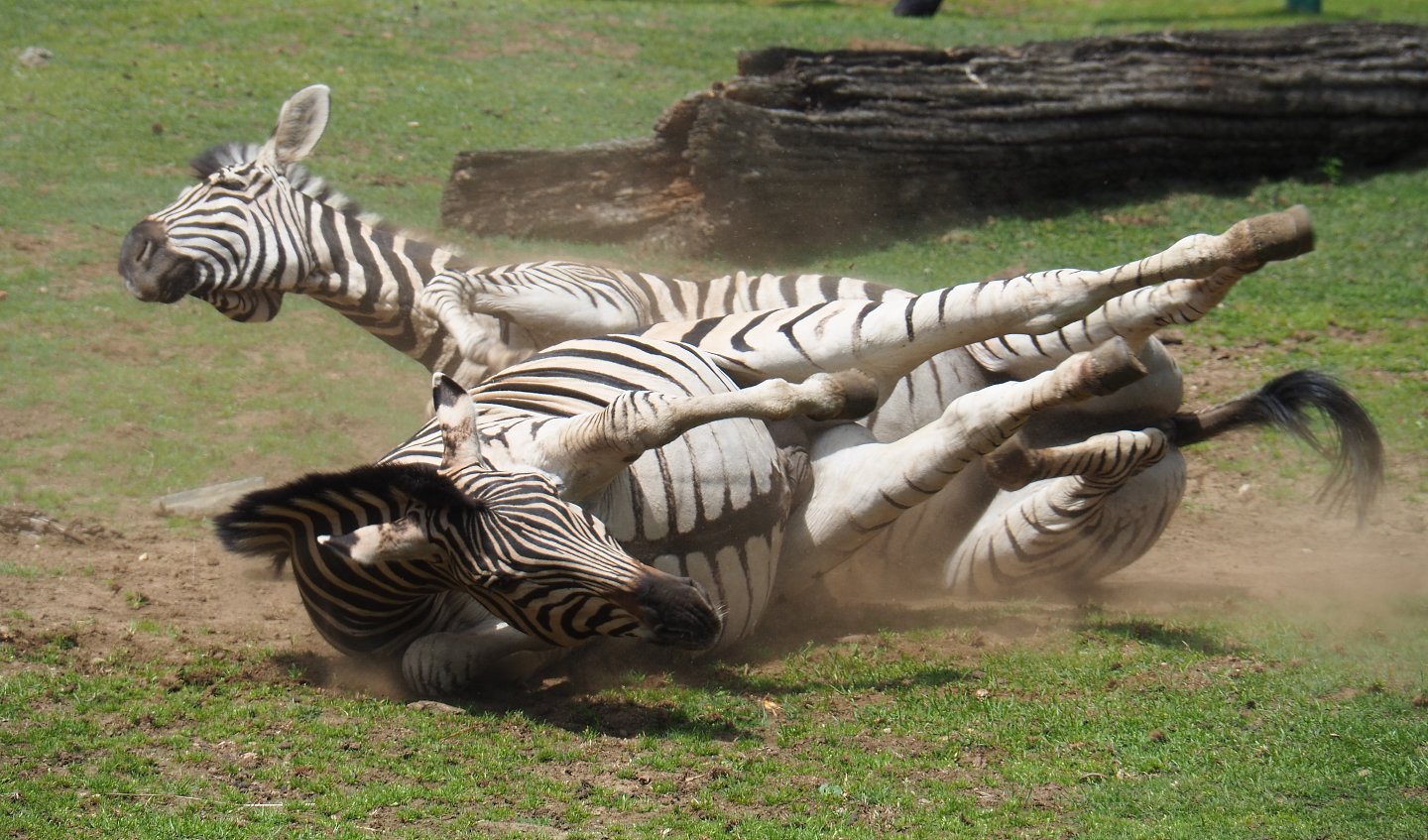 Damara zebras (Equus quagga burchellii), rolling in the dirt, 2020-06-20