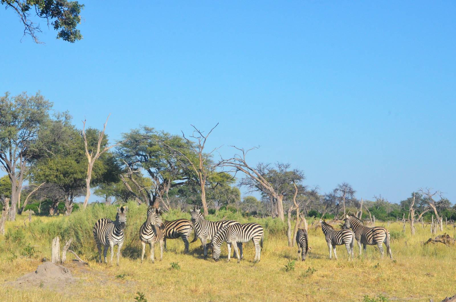 Damara Zebras, Khwai Community Area, Botswana, 26/04/16