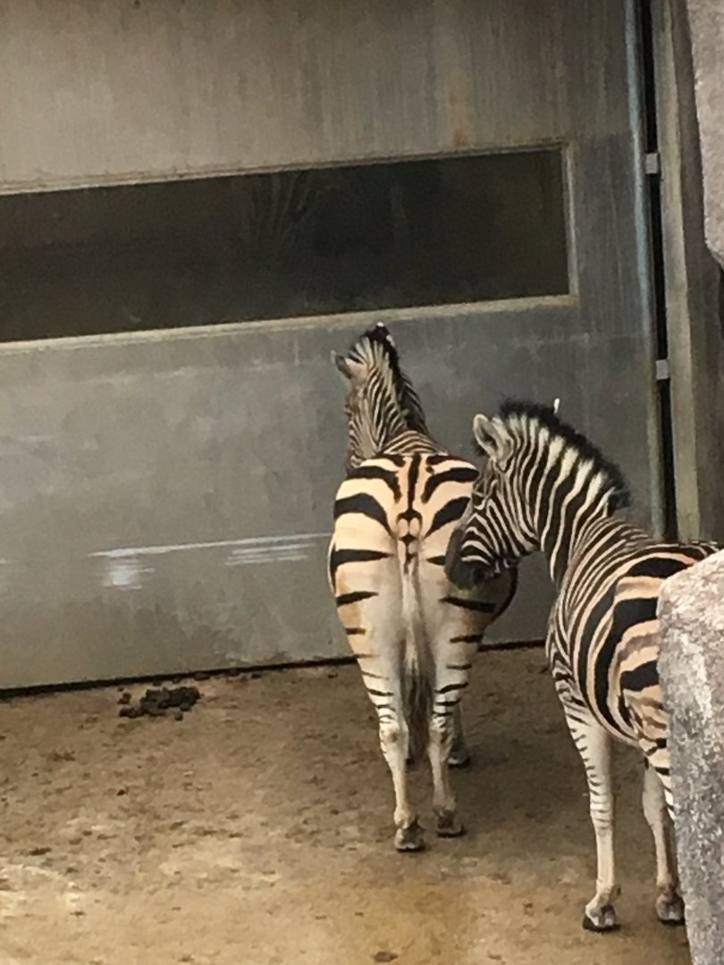 Damara zebras