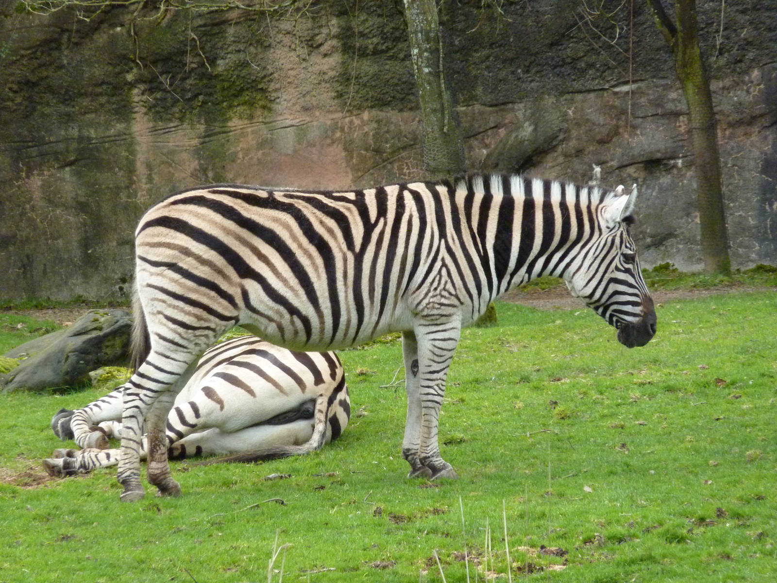 Damara Zebras
