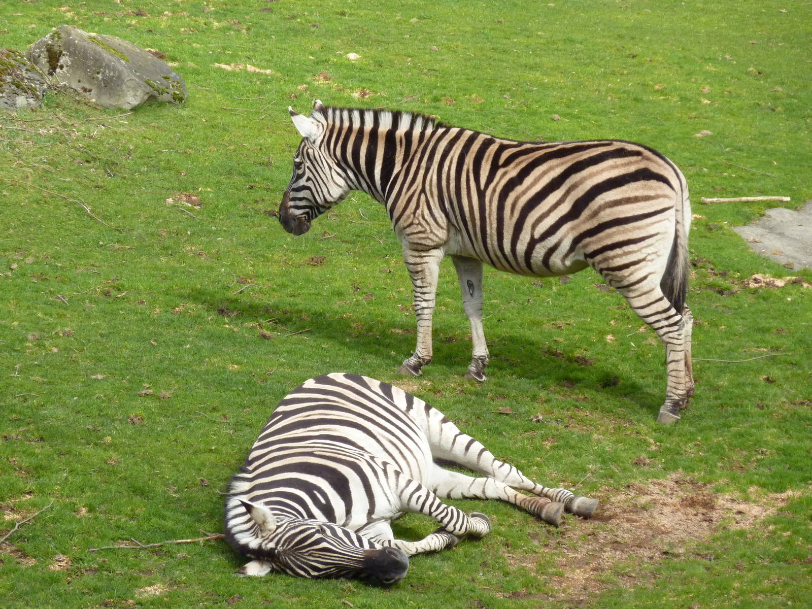 Damara Zebras